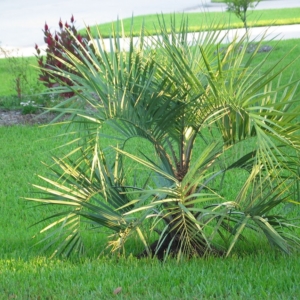 Tomball Pindo Palm