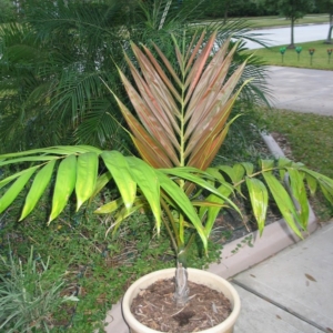Houston Flamethrower Palm
