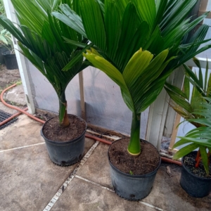JC Jungles Areca catechu