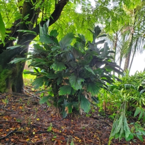 Arenga caudata