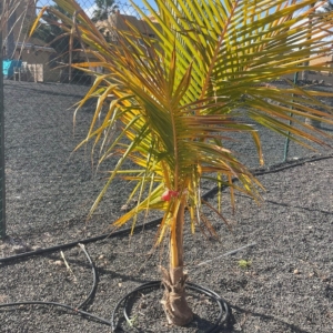 Golden Malayan Dwarf Coconut Palm