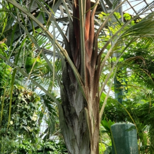 Lincoln Park Conservatory