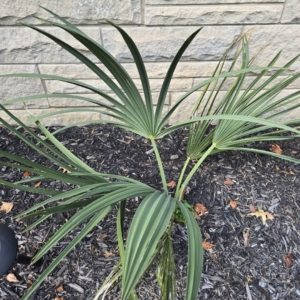 Sabal minor "Mc Curtain"