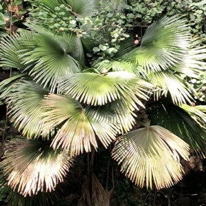 Kerriodoxa