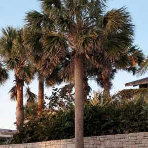A healthy Sabal