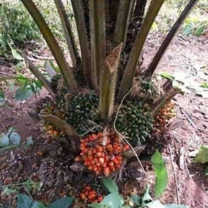 Malaysia Supergene