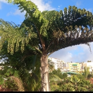 Giant caryota, not sure what species is.