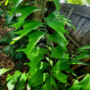 Ptychosperma sp. Wotoboho Leaf Detail