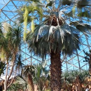 Mitchell Park Domes