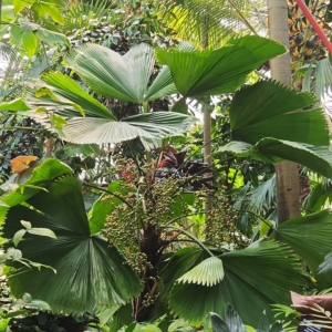 Licuala