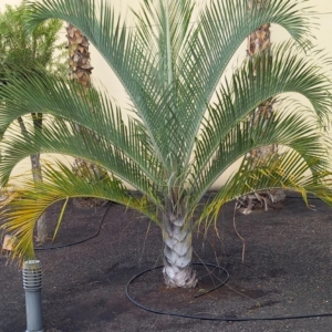 Triangle palm (dypsis decaryi