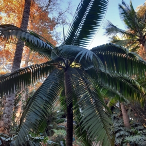 En el jardin botanico La Concepcion de Malaga