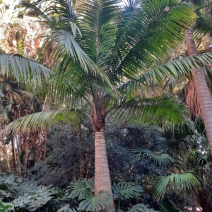 En el jardin botanico La Concepcion de Malaga