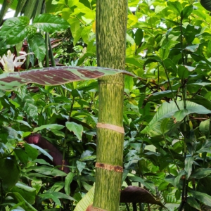 Flamethrower Palm Var. Watermelon