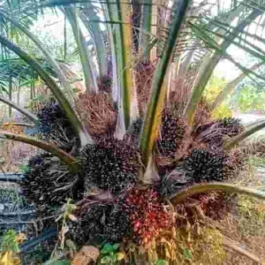 NIFOR Tenera palm tree