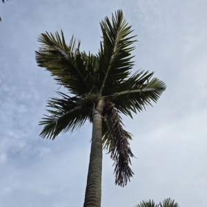 Satellite Beach, Florida