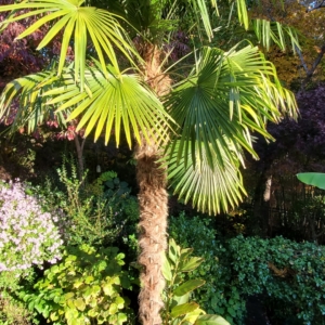 Large Windmill Palm