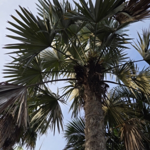 Cocothrinax Macroglossa Var. 'Azul'