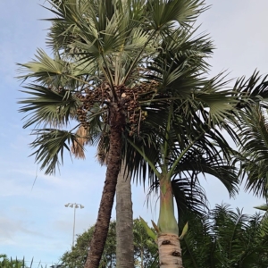 Hyphaene in Satellite Beach, FL