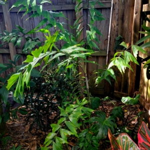 Ptychosperma sp. Wotoboho1