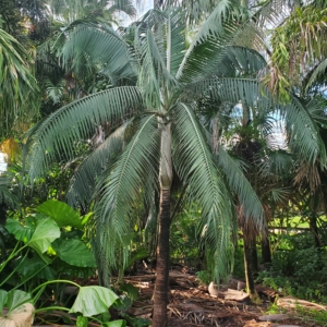 Dictyosperma