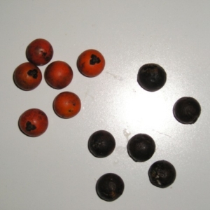Juania australis seeds