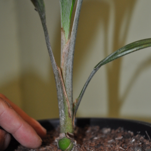 Juania australis