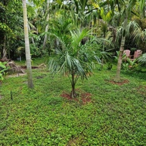 Juvenile Mule Palm