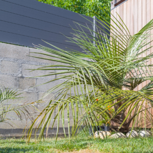 parajubaea cocoide x (butia x jubaea)