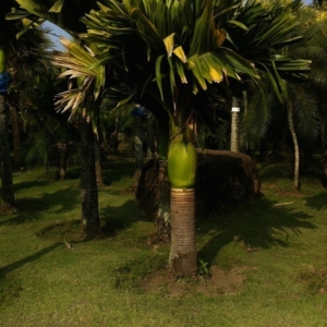 Nong Nooch Areca catechu dwarf