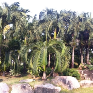 Nong Nooch Carpoxylon macrospermum