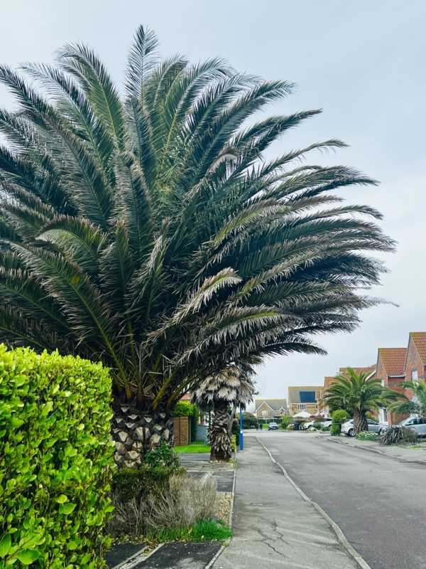 Phoenix canariensis