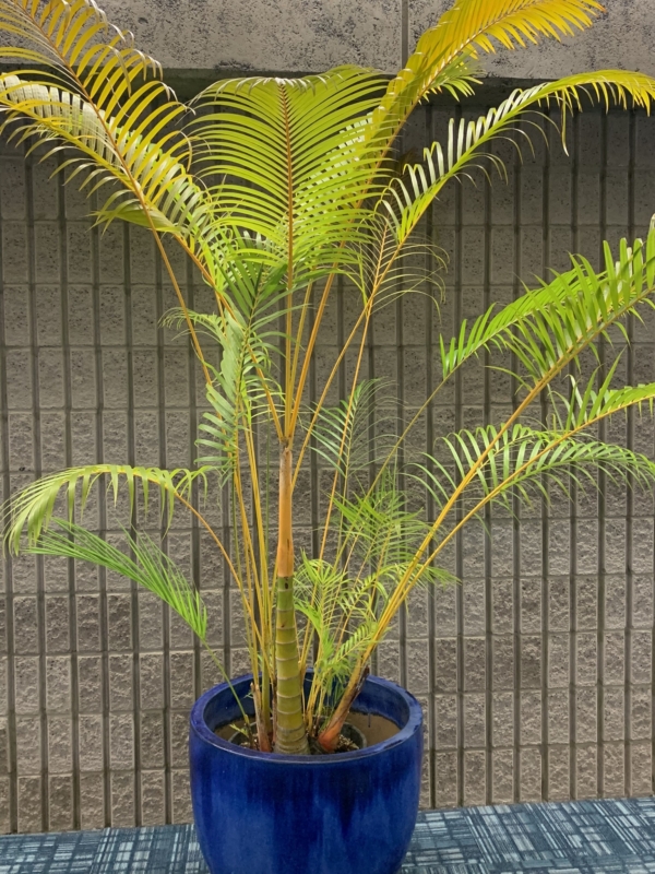 Chrysalidocarpus lutescens