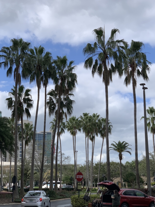 Washingtonia robusta