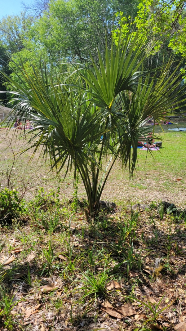 Sabal palmetto