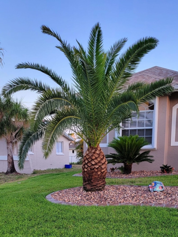 Phoenix canariensis