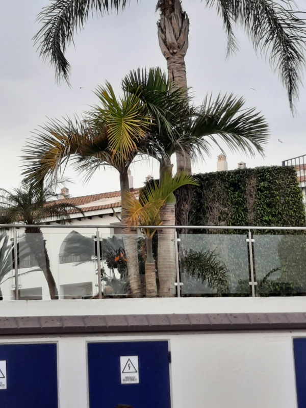 Hyophorbe verschaffeltii