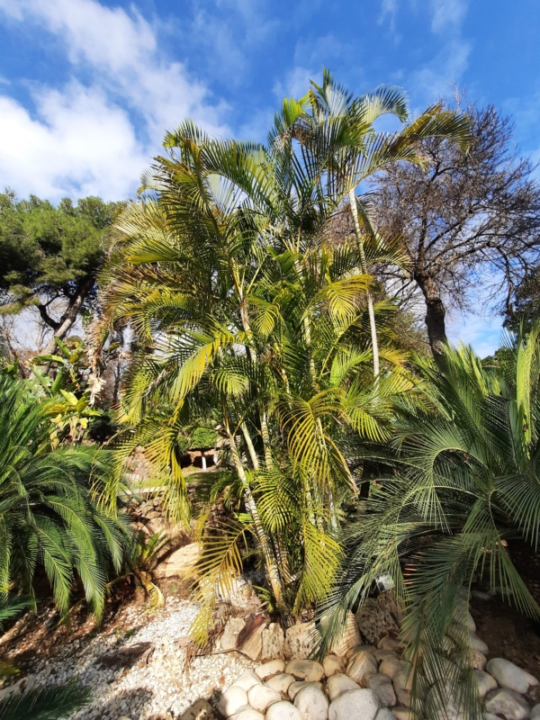 Chrysalidocarpus lutescens