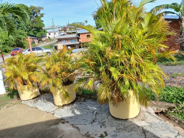 Chrysalidocarpus lutescens