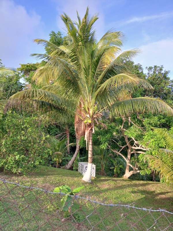 Cocos nucifera