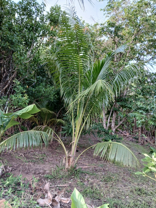Cocos nucifera