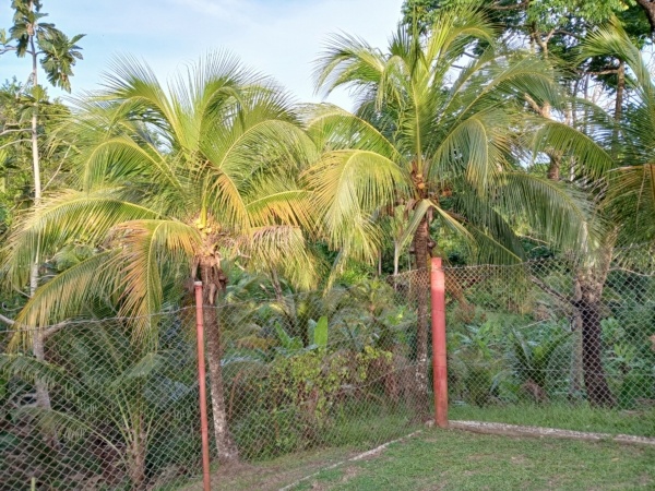 Cocos nucifera