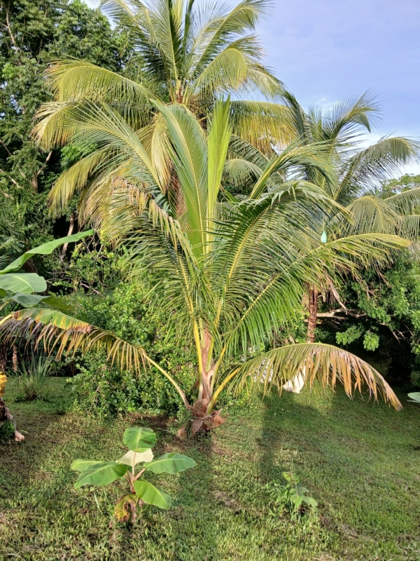 Cocos nucifera