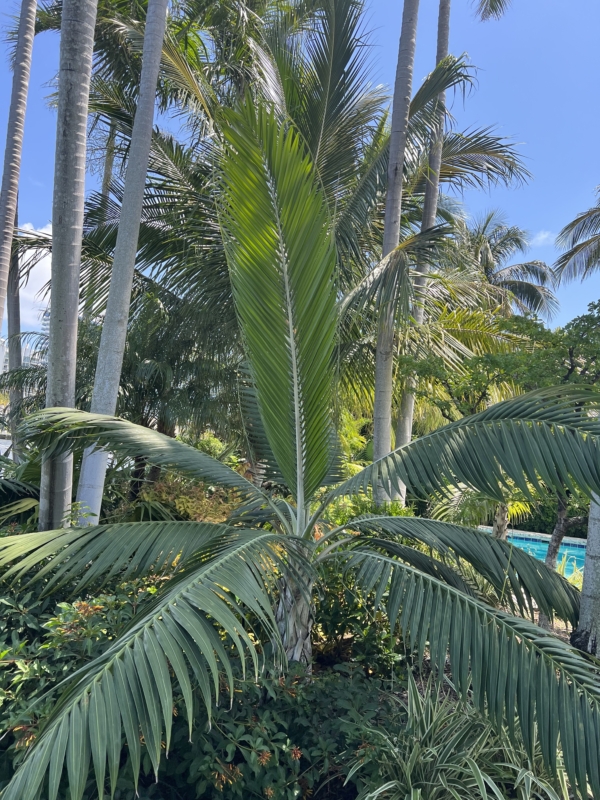 Dictyosperma album var. album