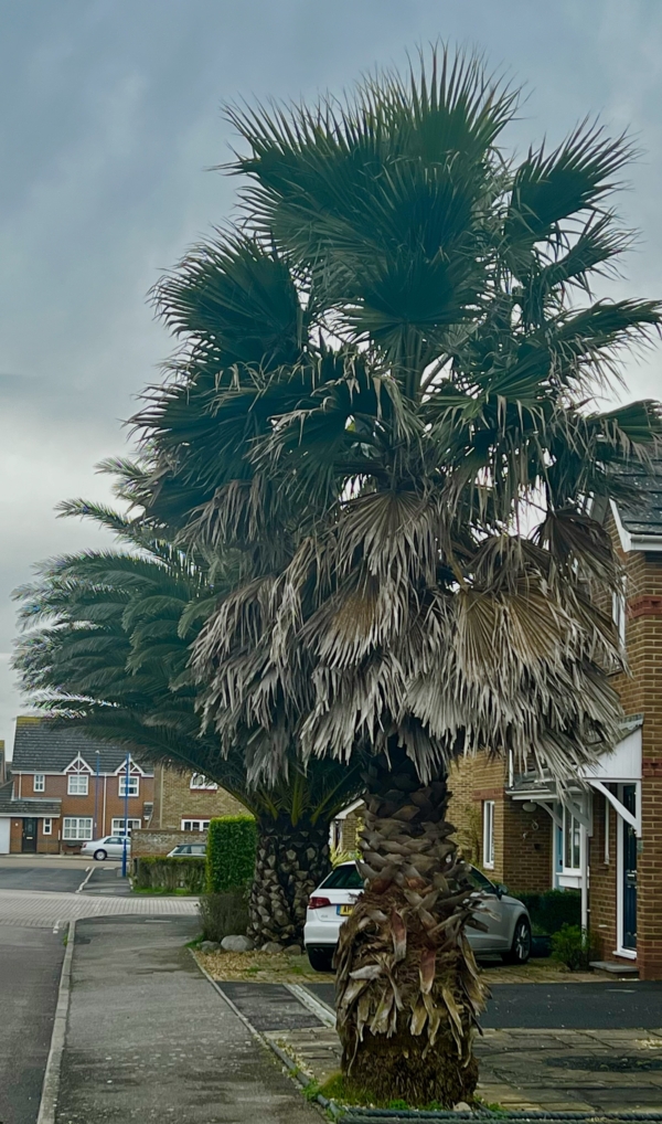 Washingtonia robusta