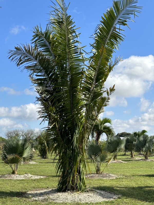 Attalea cohune