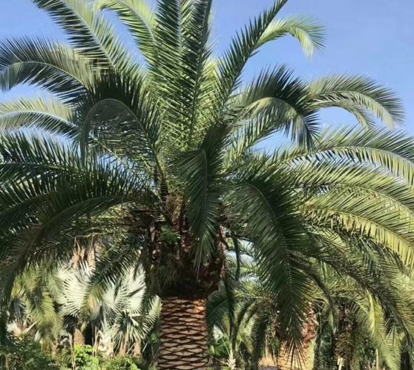 Phoenix canariensis
