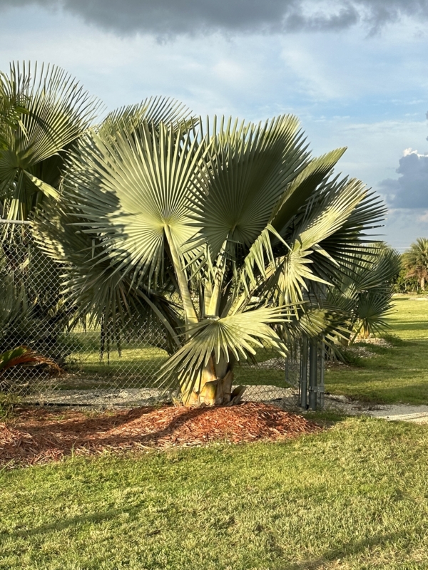 Copernicia fallaensis