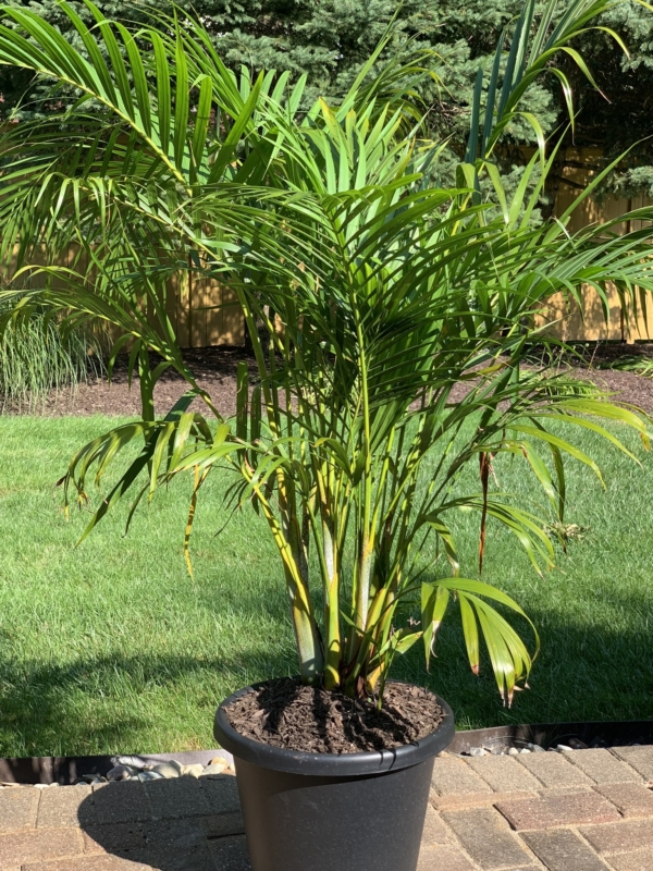 Chrysalidocarpus lutescens