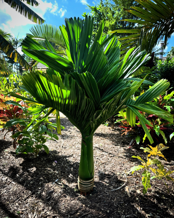 Areca catechu